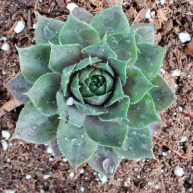 Sempervivum Magnificum