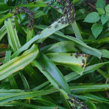 Crinum x powellii