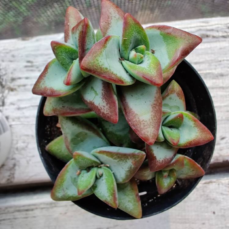 Plant image Crassula Conjuncta