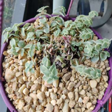 Crassula Pellucida subsp. Marginalis Variegata