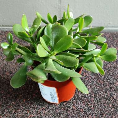 Crassula ovata 'Convoluta'