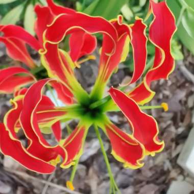 Gloriosa superba