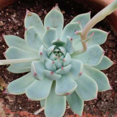 Echeveria Colorata