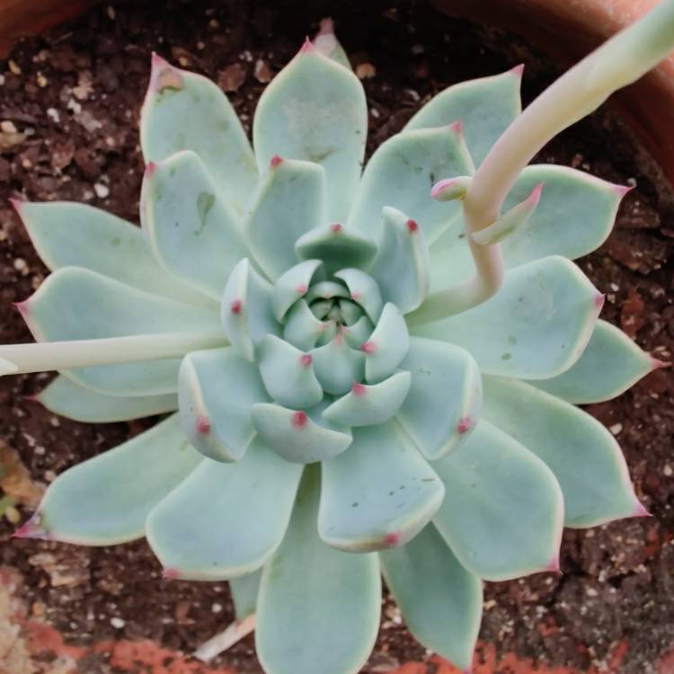 Plant image Echeveria Colorata