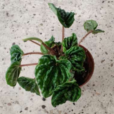 Peperomia caperata 'Emerald Ripple'