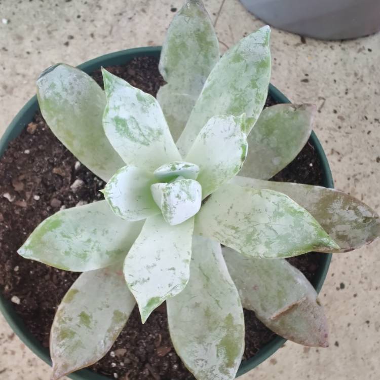 Plant image Dudleya pulverulenta