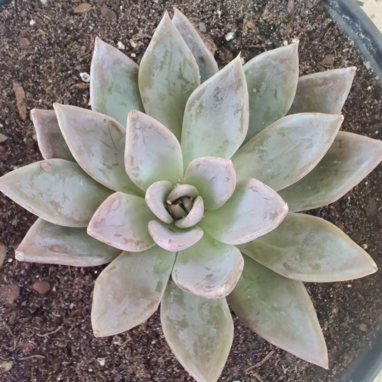 Plant image Echeveria Silver Queen