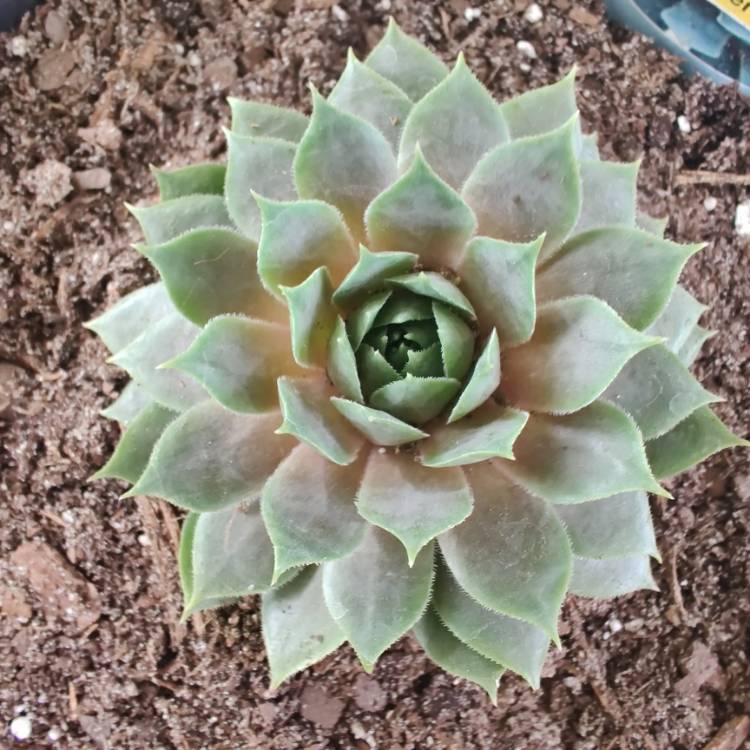 Plant image Sempervivum Berry Blues