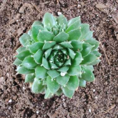 Sempervivum Cinnamon Starburst