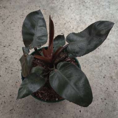 Philodendron 'Black Cardinal' syn. Philodendron erubescens 'Black Cardinal'