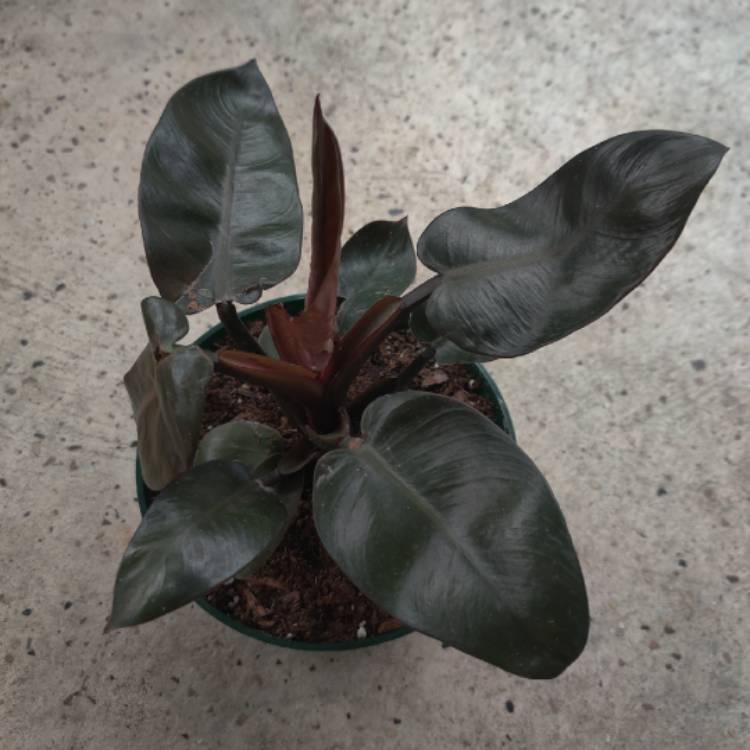 Plant image Philodendron 'Black Cardinal' syn. Philodendron erubescens 'Black Cardinal'