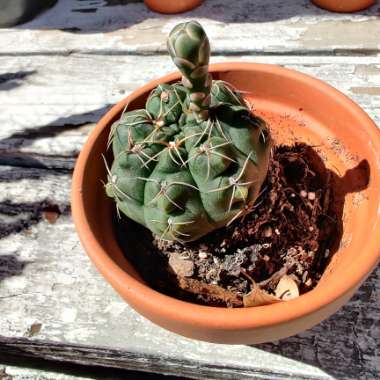 Gymnocalycium baldianum