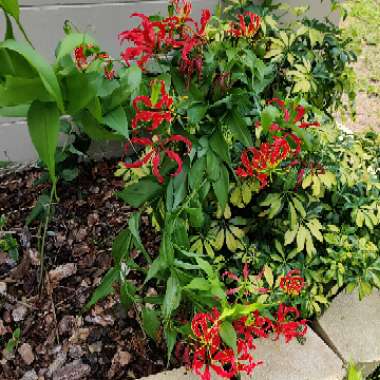 Gloriosa superba