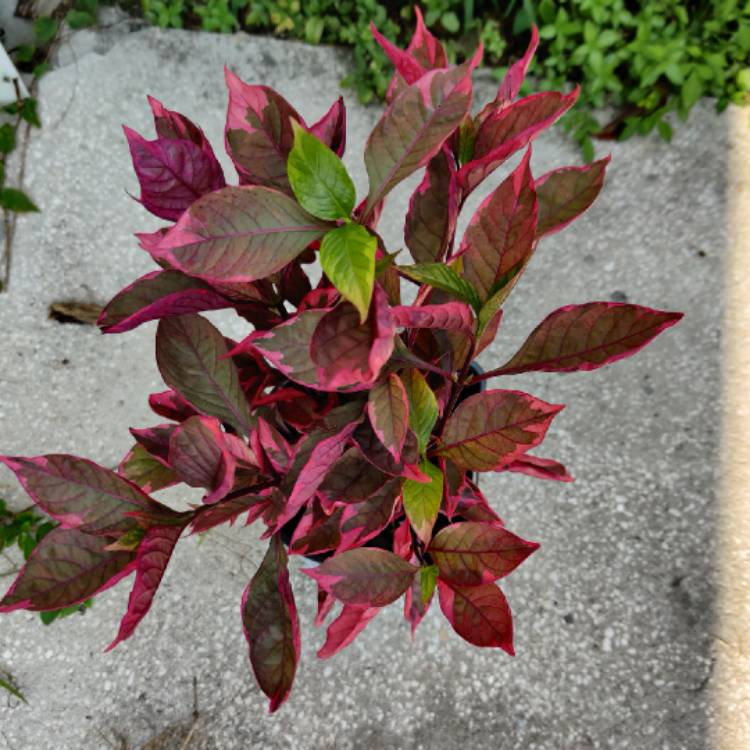 Plant image Alternanthera 'Brazilian Red Hots'