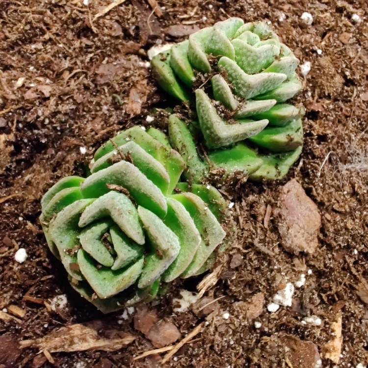 Plant image Crassula 'Dorothy'