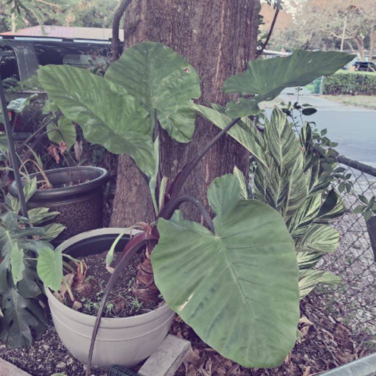 Plant image Colocasia esculenta 'Burgundy Stem'