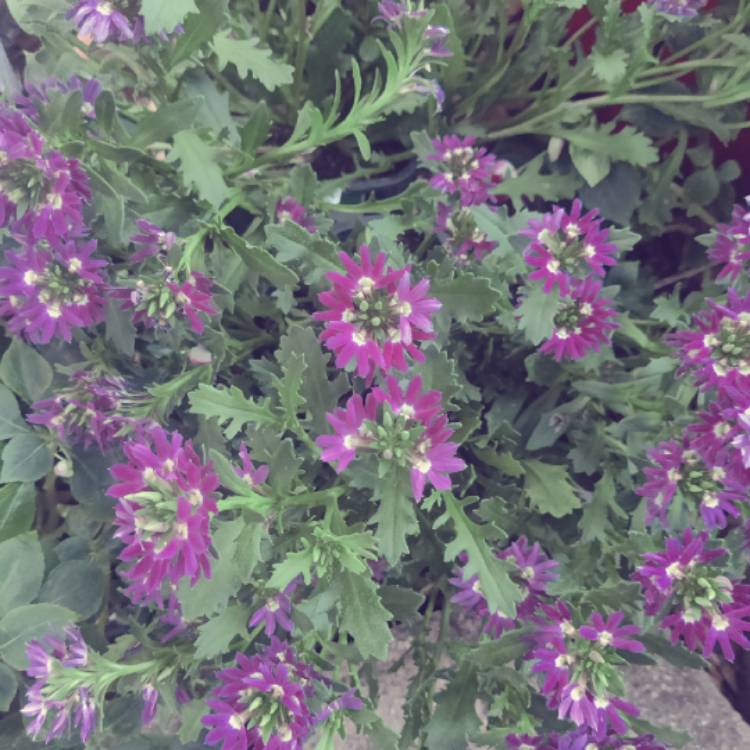 Plant image Scaevola aemula