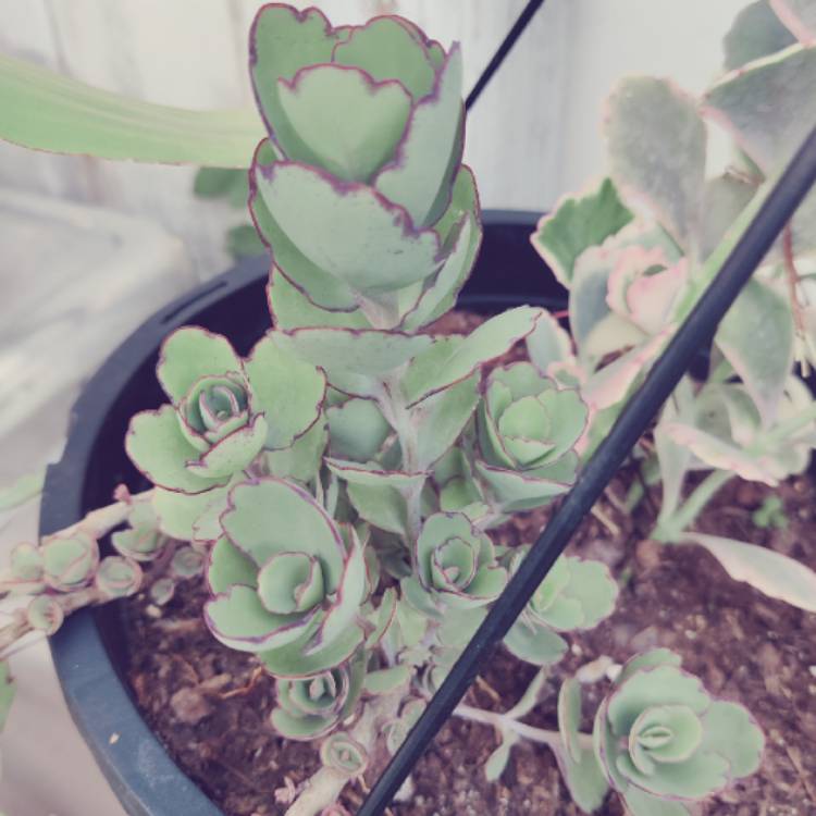 Plant image Kalanchoe Laxiflora