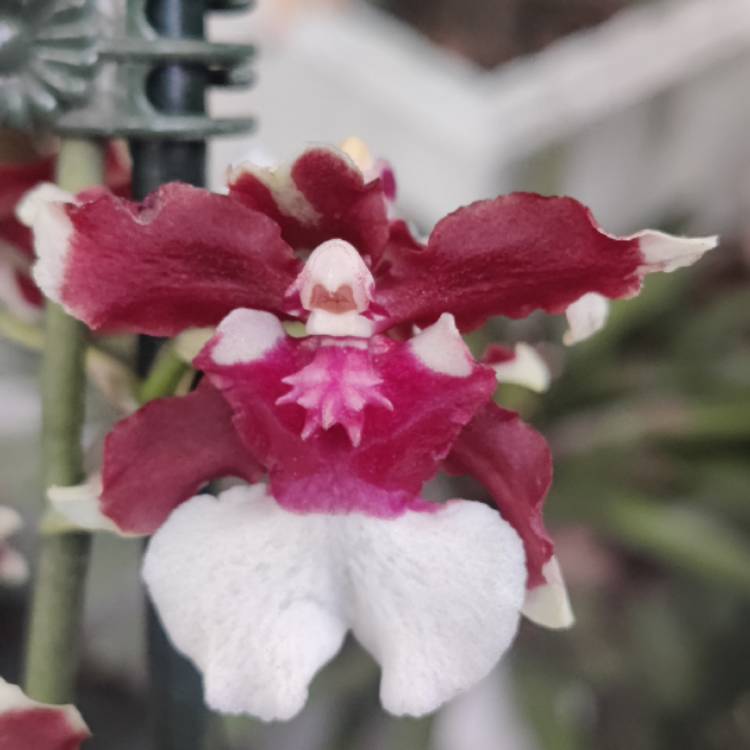 Plant image Oncidium 'Sharry Baby'