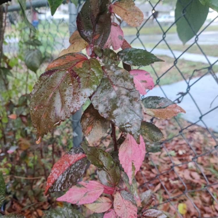 Plant image Acalypha