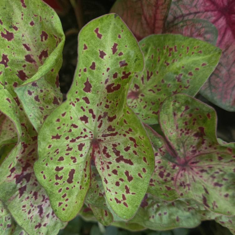 Plant image Caladium hortulanum 'Miss Muffet'