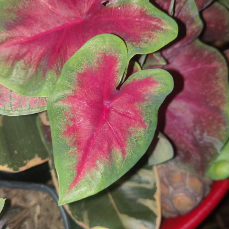 Plant image Caladium 'Buck'