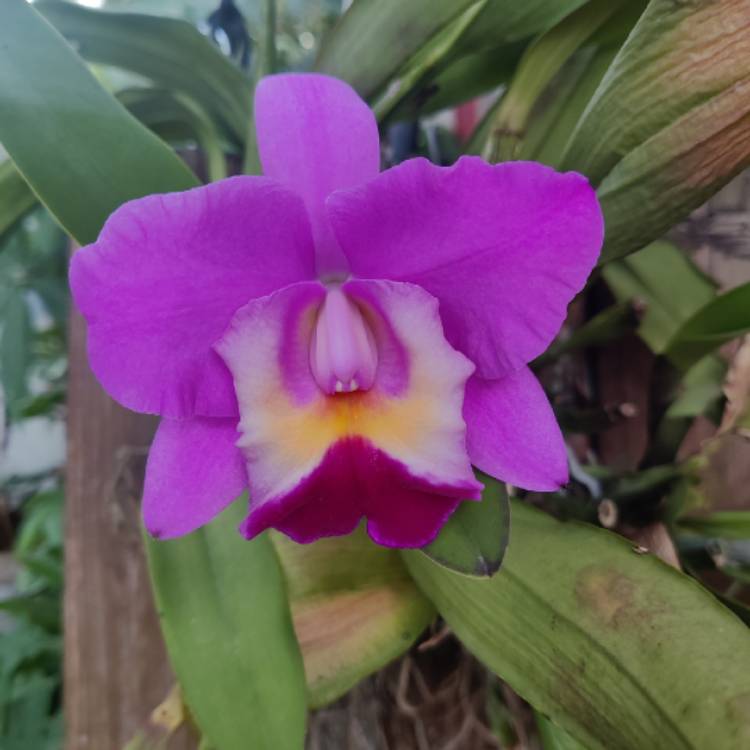 Plant image Cattleya