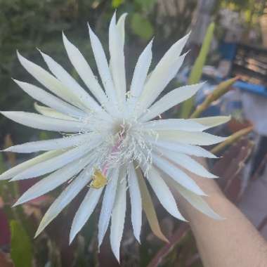 Epiphyllum hookeri