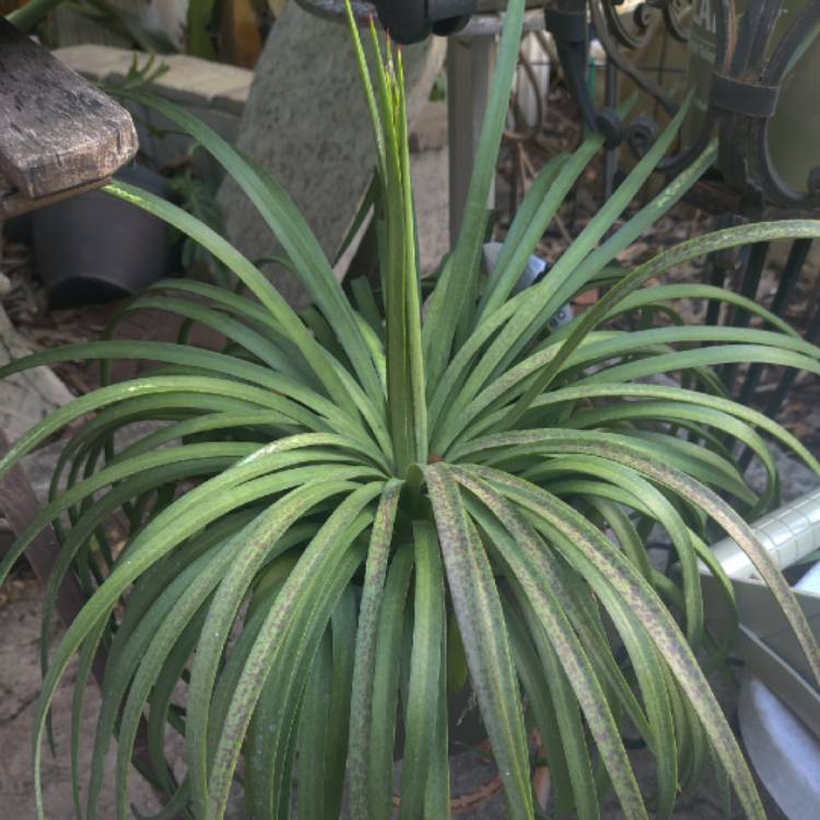 plant image 1666064