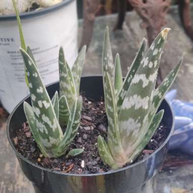 Gonialoe variegata syn. Aloe variegata