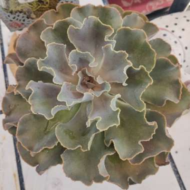 Echeveria Violacina