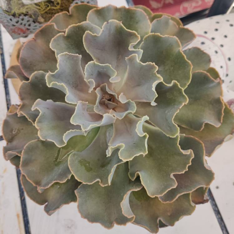 Plant image Echeveria Violacina