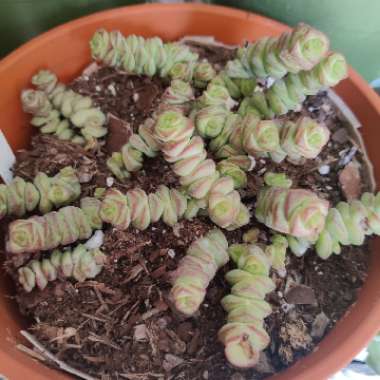 Crassula Baby's Necklace 