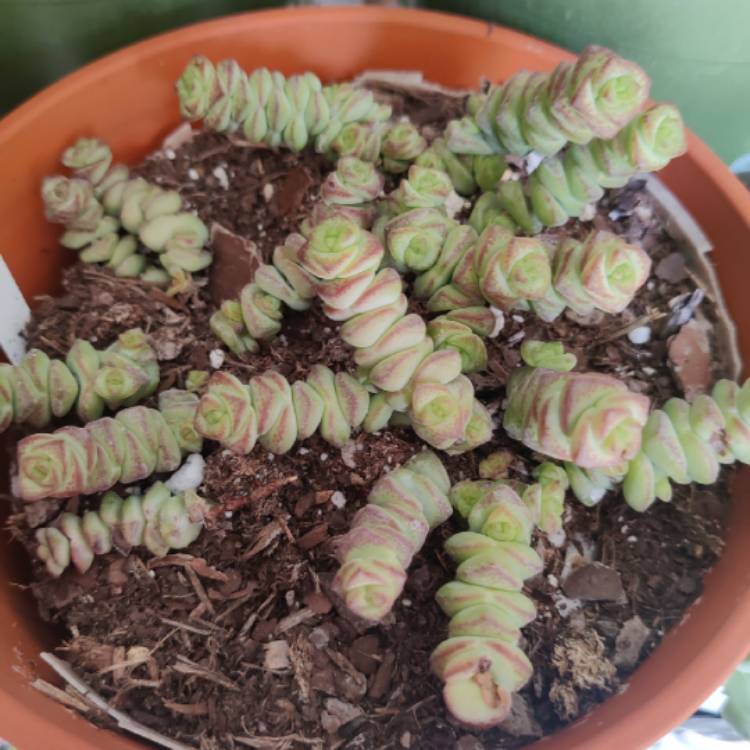 Plant image Crassula Baby's Necklace 