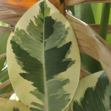 Ficus elastica 'Variegata'