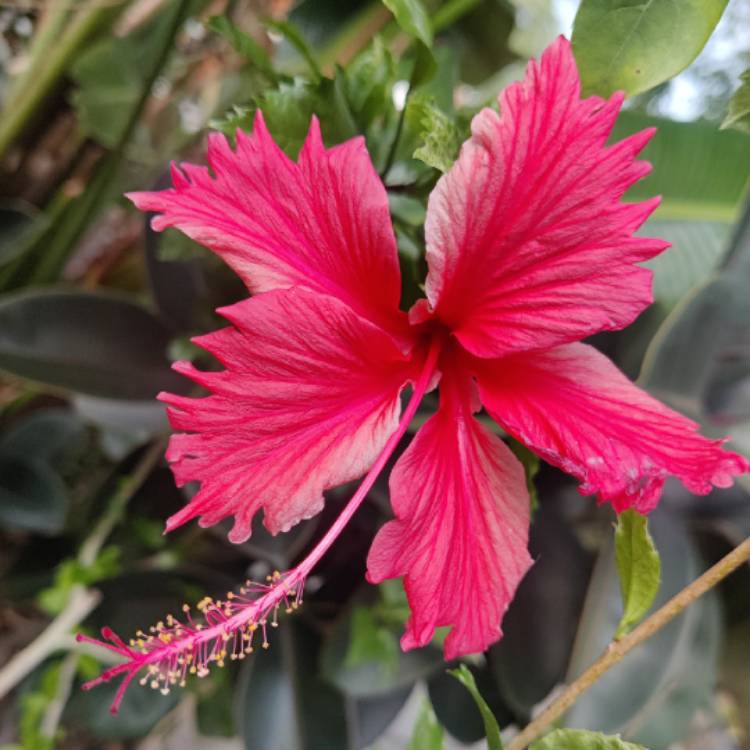 Plant image Hibiscus rosa-sinensis 'Snow Queen'