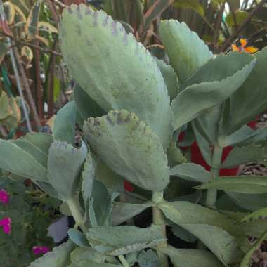 Kalanchoe 'Marmorata'