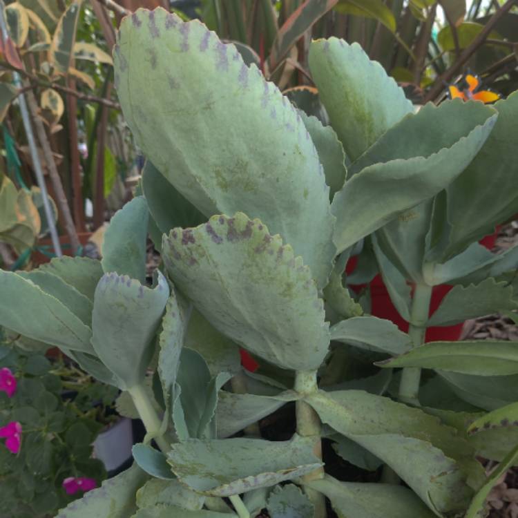 plant image 1668440