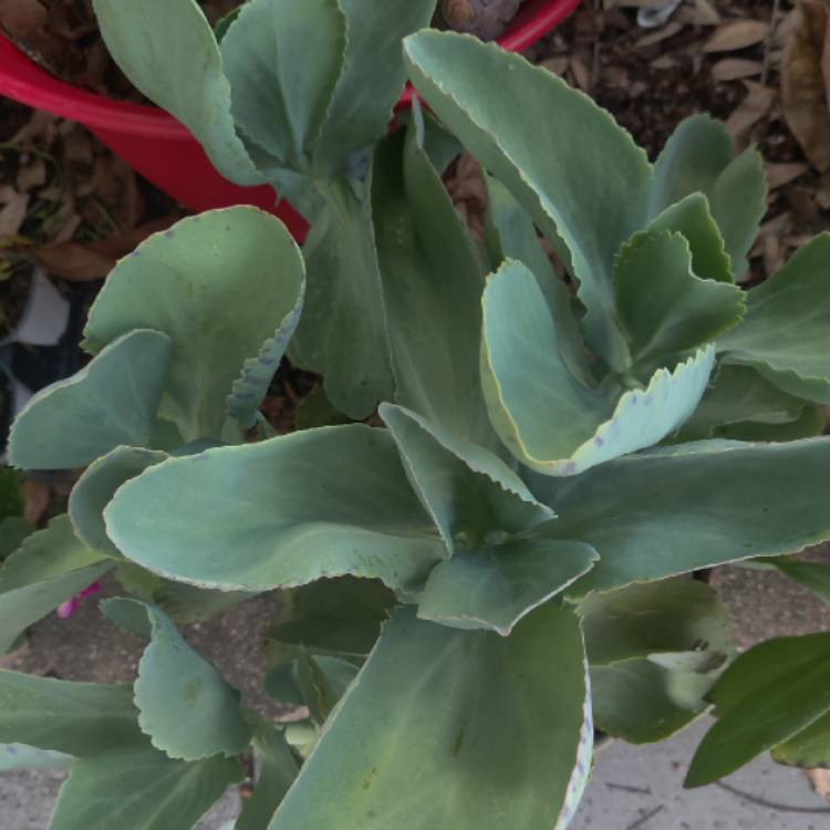 Plant image Kalanchoe 'Marmorata'