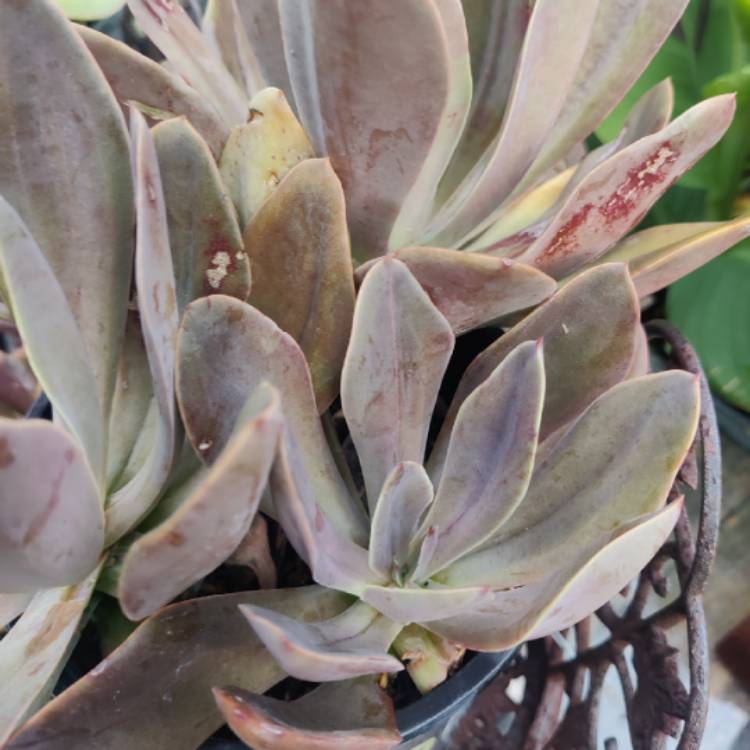 Plant image Echeveria Autumn Flame