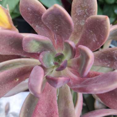 Echeveria