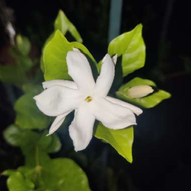 Jasminum