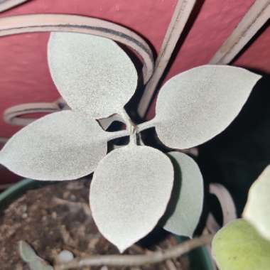 Kalanchoe Hildebrandtii