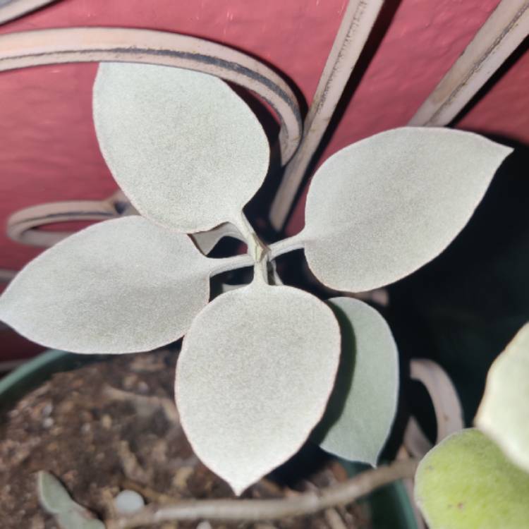 Plant image Kalanchoe Hildebrandtii