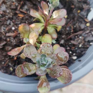 Sedum Sunsparkler 'Plum Dazzled'