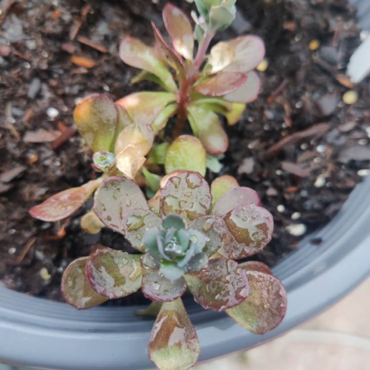 Plant image Sedum Sunsparkler 'Plum Dazzled'