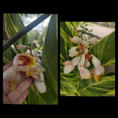 Alpinia zerumbet 'Variegata'