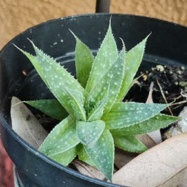 Gasteria aristata