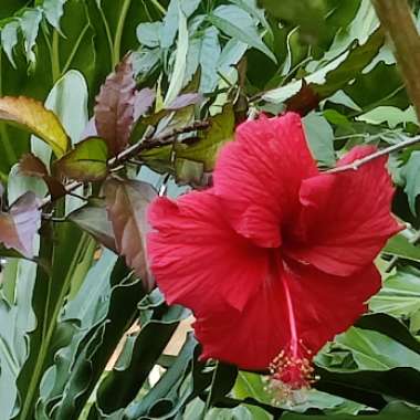 Hibiscus rosa-sinensis