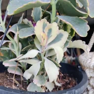 Kalanchoe fedtschenkoi 'Variegata'